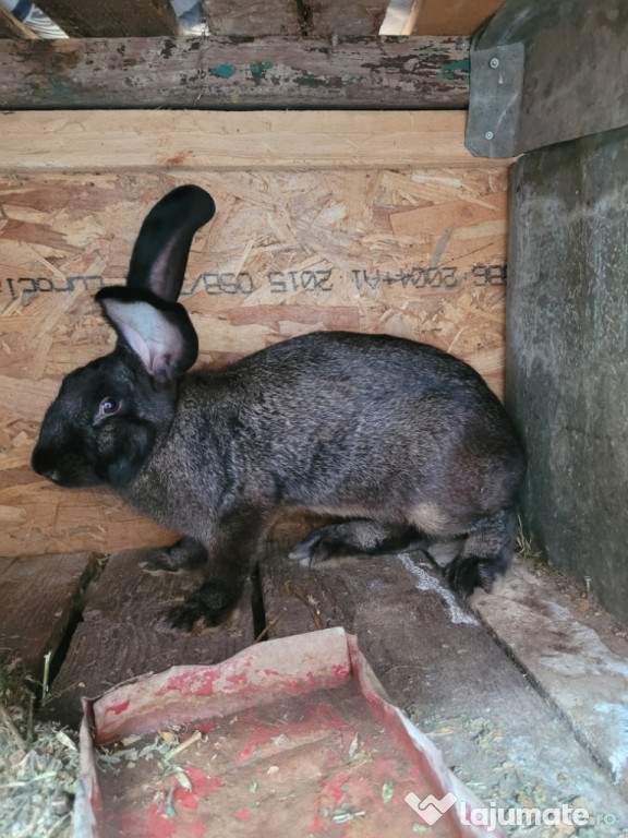 Iepuri de vânzare