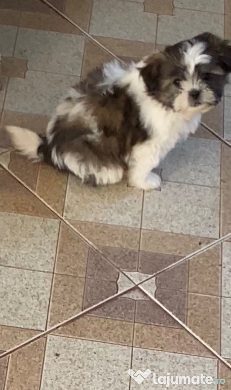 Shih-tzu 2 luni fetița