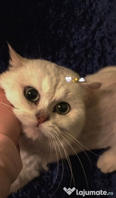 Vând British Shorthair