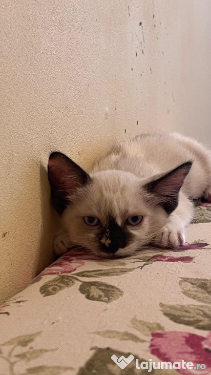 Pisicute spre adoptie