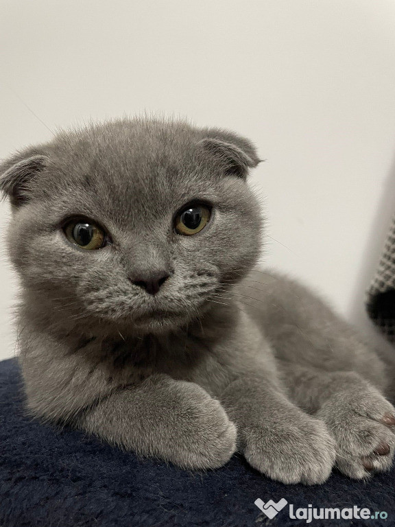 Băiețel Scottish fold