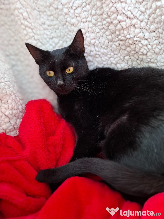 Adoptie pisica neagra castrata Hurem
