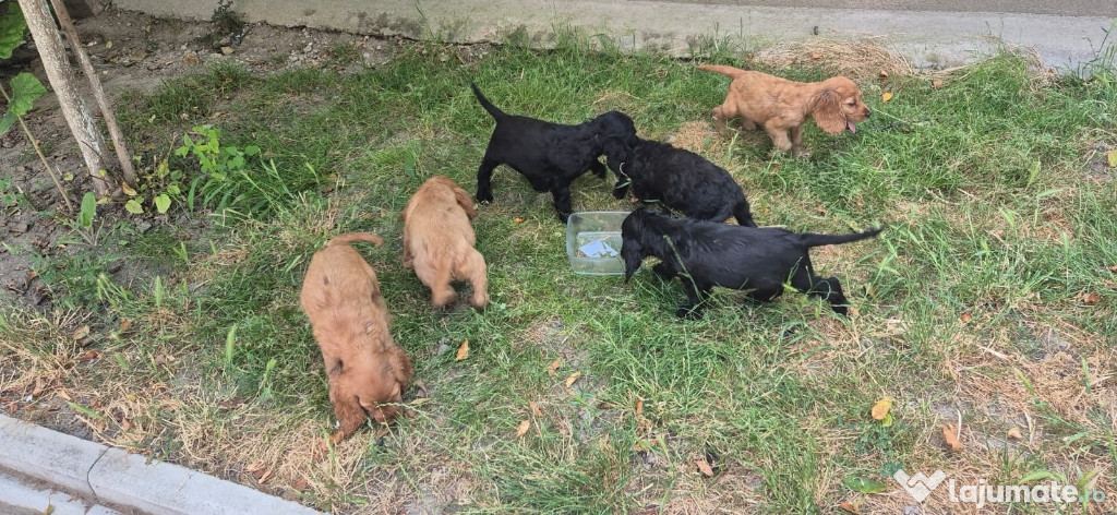 Puiuți Cocker Spaniel
