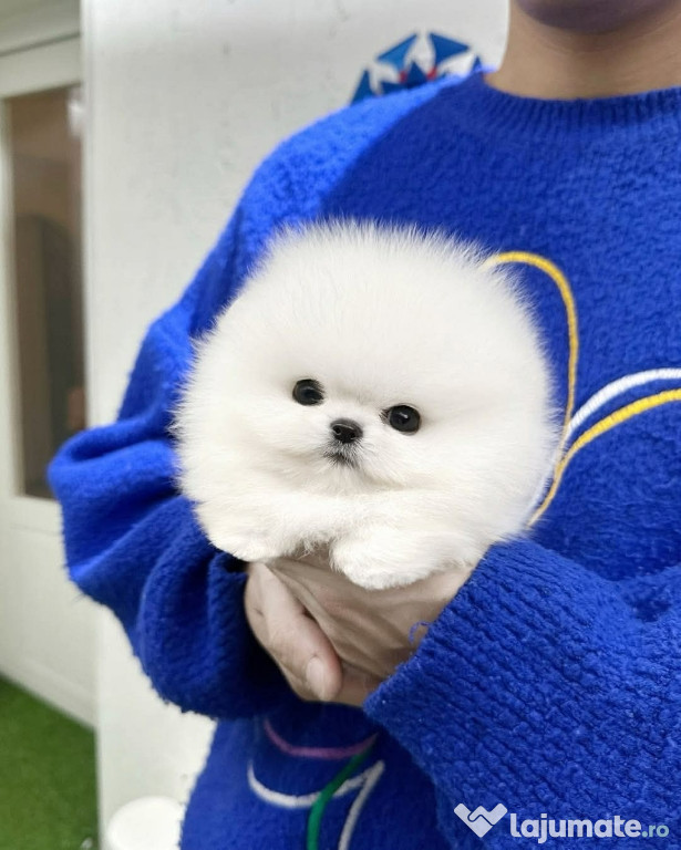 Pomeranian mini boo