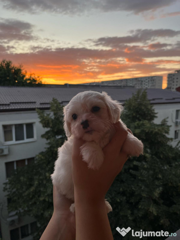 Bichon maltez rasa pură