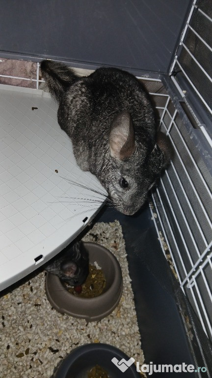 Familie chinchila