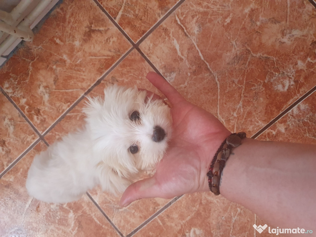Mini toy cățel cuminte