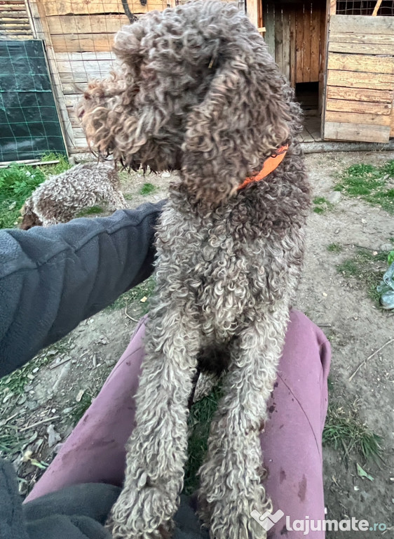 Lagotto Romagnolo femelă, 4 ani dresată pentru căutat trufe