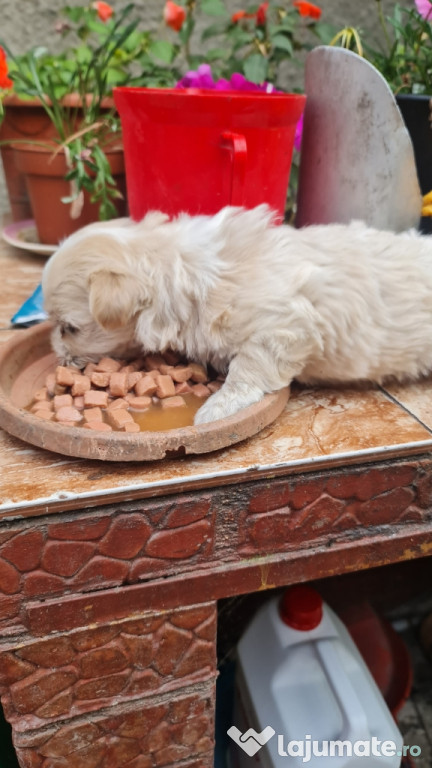 Bichon havanesse