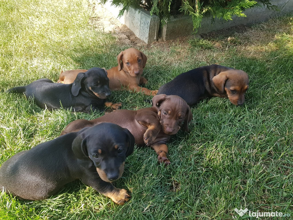 Câini Teckel, 7 săptămâni