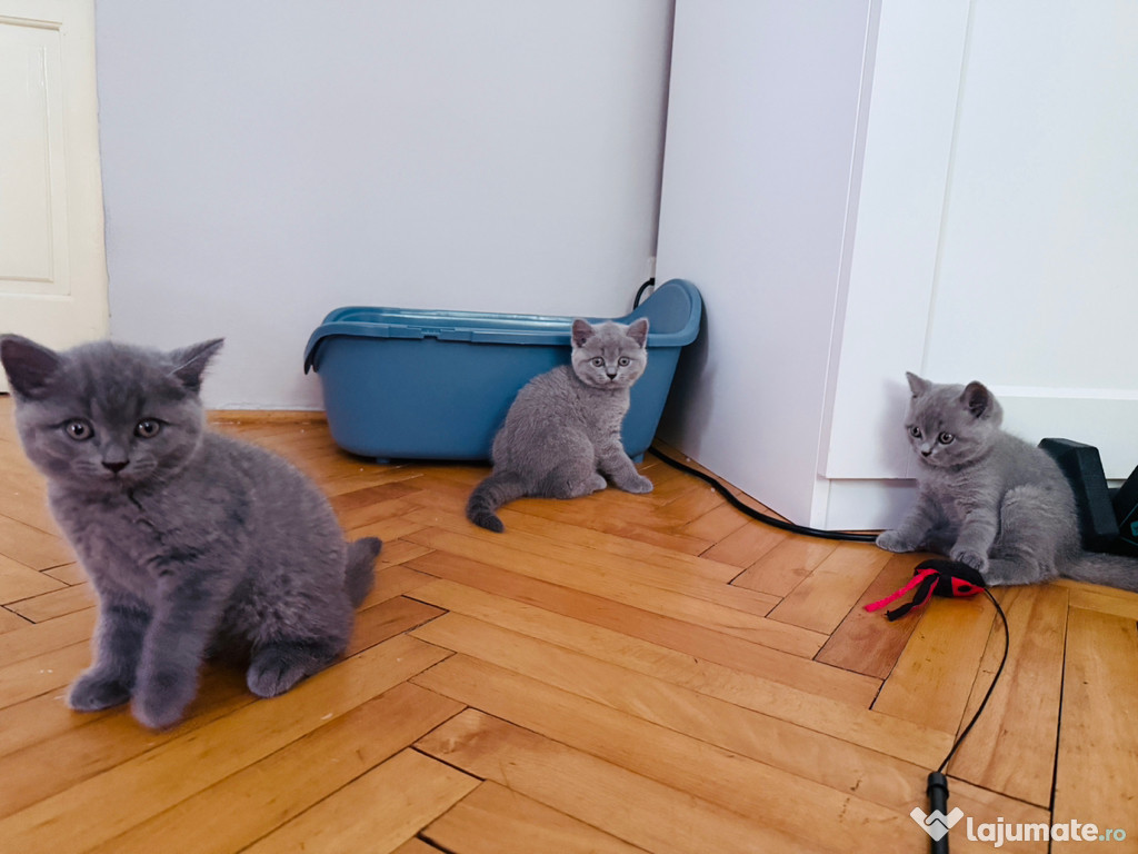 Puiuți british short hair blue