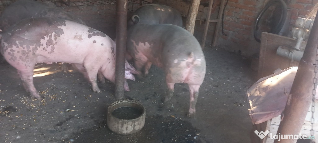 Porci de vanzare