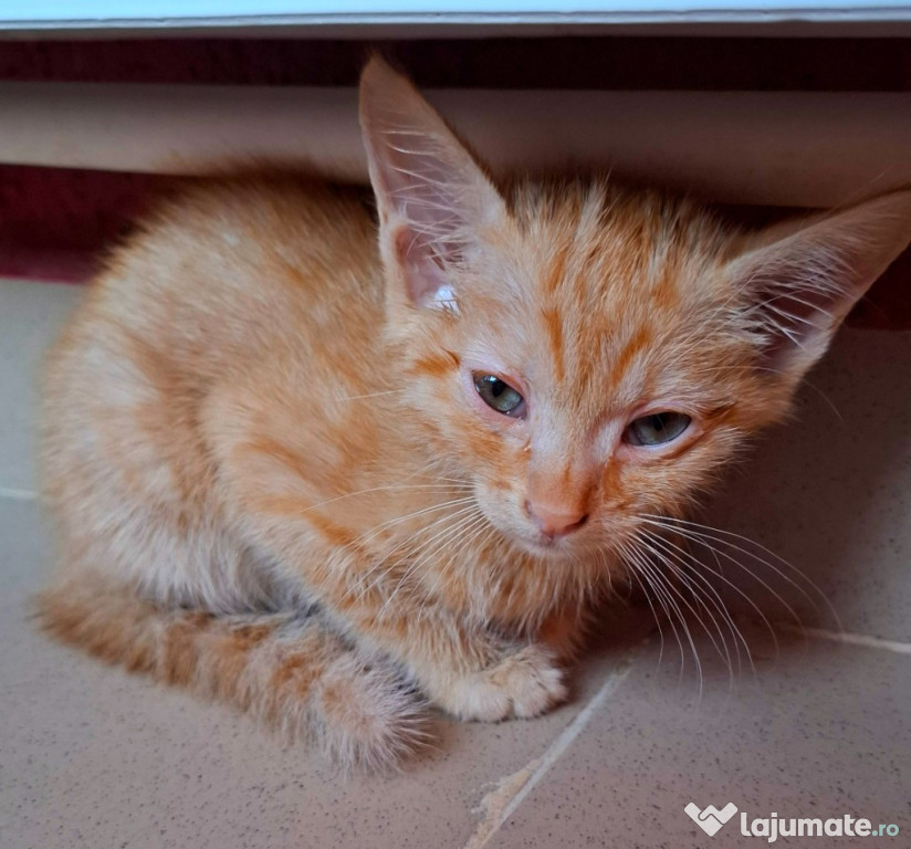 Adoptie pui de pisica roscat Eduard