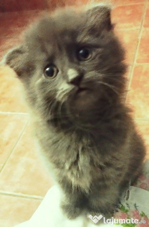 Baietel irezistibil Scottish Fold Longhair cauta Om