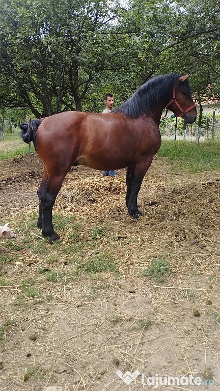 Vând mânz de 3 ani