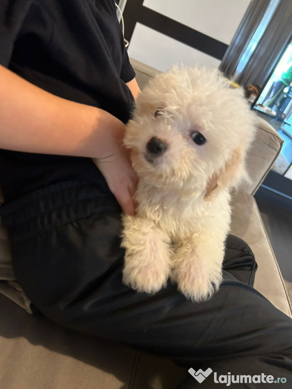 Bichon maltez alb talie mica