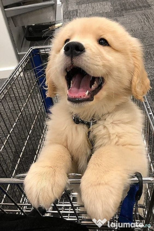 Golden retriever