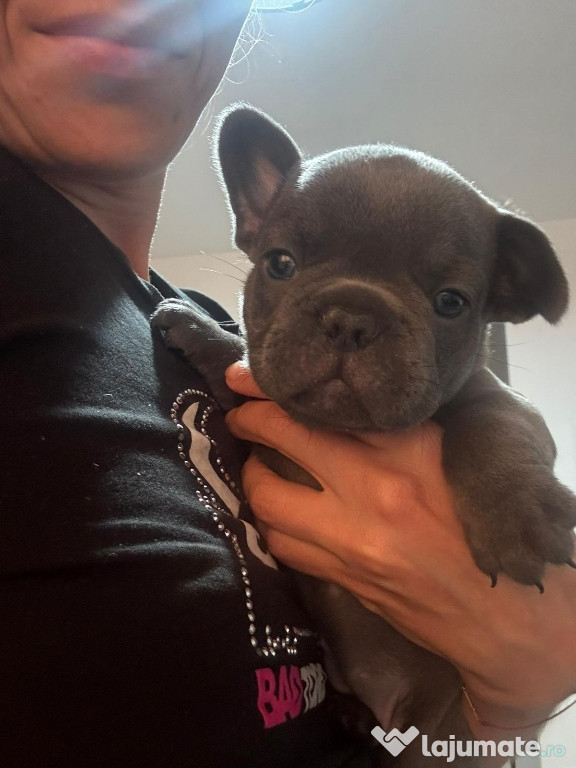 Buldog francez blue