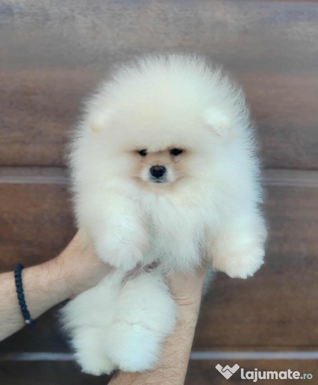 Pomeranian – pui frumoși și adorabili