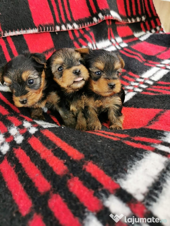 Yorkshire terrier
