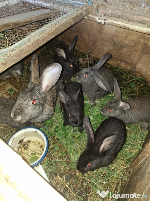 Iepuri mici și mari