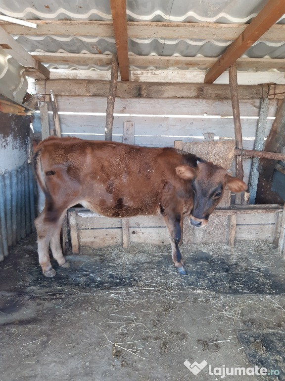 Vand vitica 7-8luni