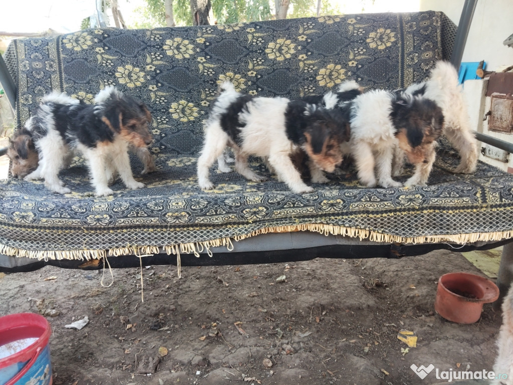 Căței FoxTerrier