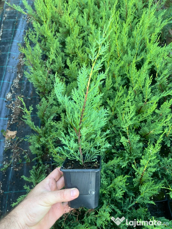 Leylandii - Cupressocyparis leylandii