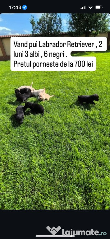 Labrador De Vanzare