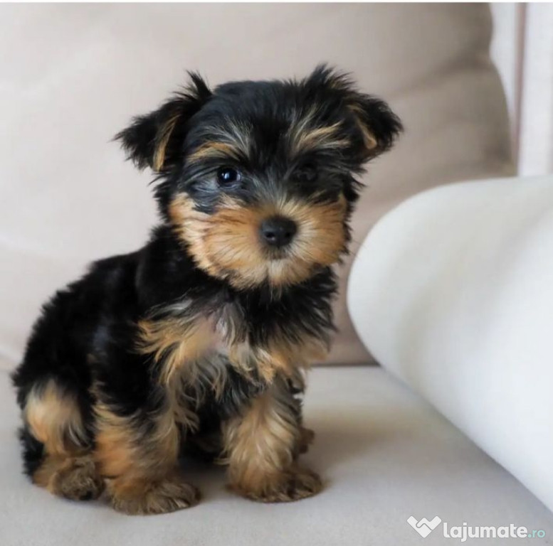 Yorkshire terrier mini toy