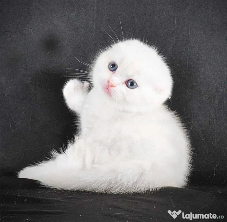 Pisicuță albă ca zăpada, Scottish Fold Shorthair, Pedigree