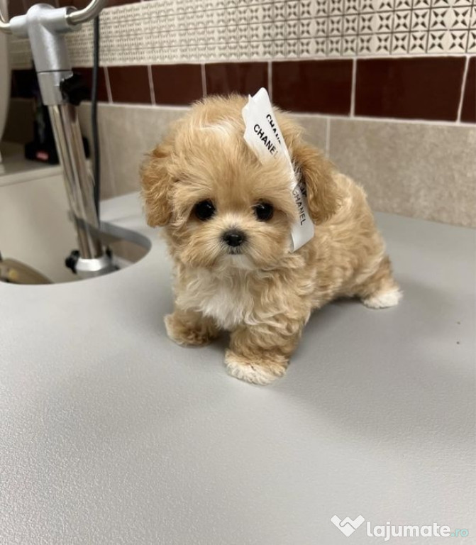 Mini Maltipoo de buzunar asigur transport