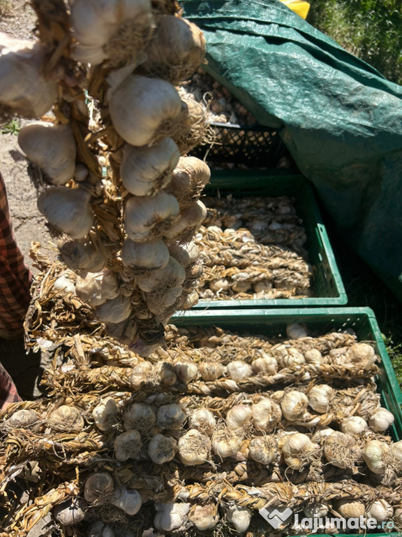 Usturoi românesc de grădină – natural, fără tratamente