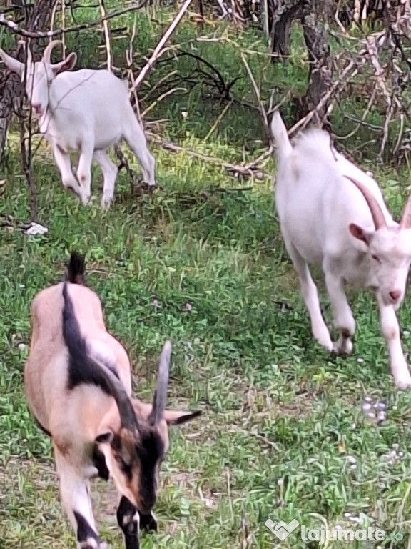 Vând țapi saanen și alpina franceza