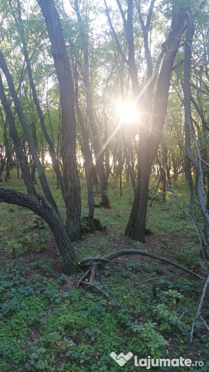 Vând 2 hectare pădure salcâm