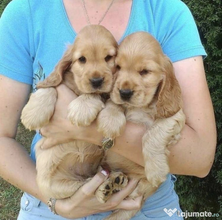 Cocker Spaniel puiuți