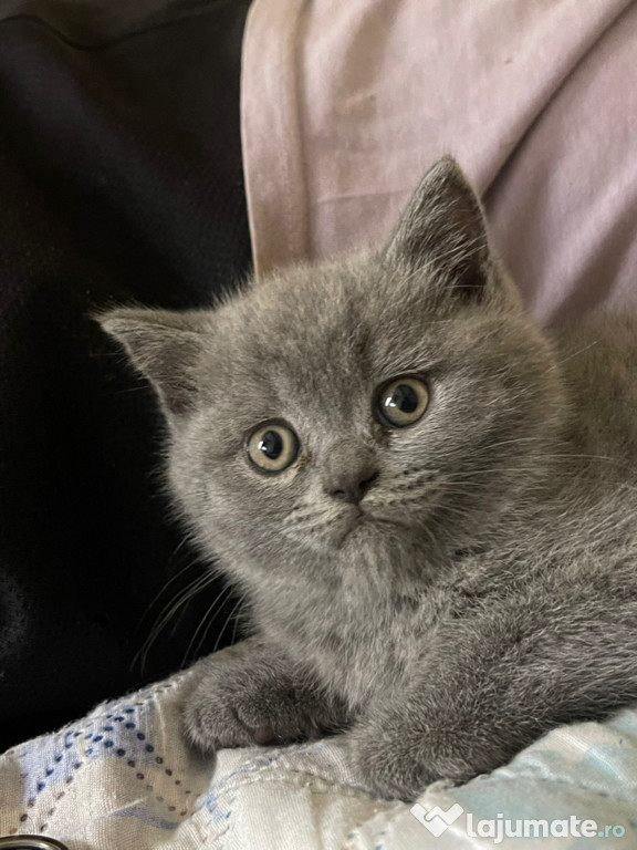 British shorthair , fetita