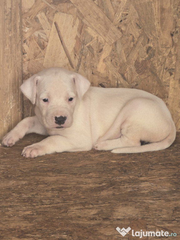 Pui Dog Argentinian