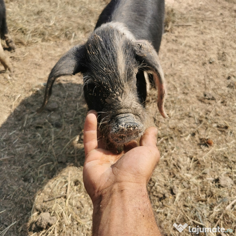 Porci Bazna de vânzare