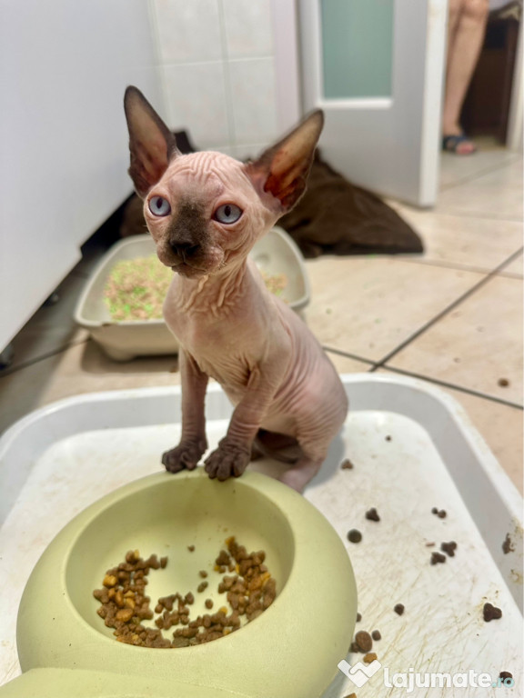 Pui de pisica sphynx / sphinx - femela