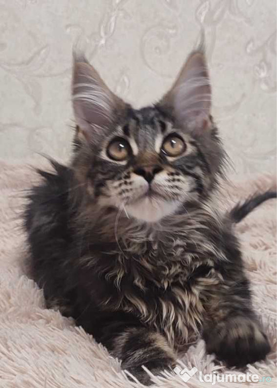 Maine coon motănei și pisicuțe
