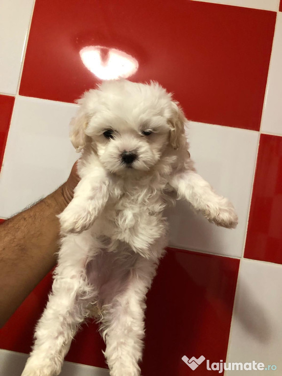 Bichon maltez mini toy