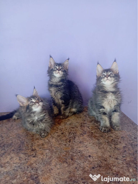 Maine coon pisoiasi
