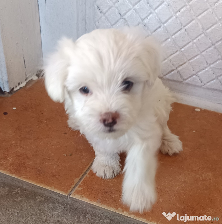 Puiuți bischon maltez