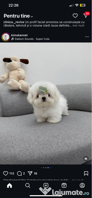 Bichon Maltez Mini Toy