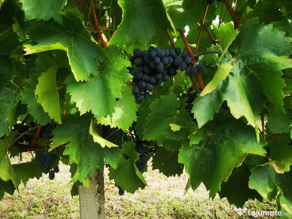 Ocazie:palinca de struguri naturala 50 de grade tarie