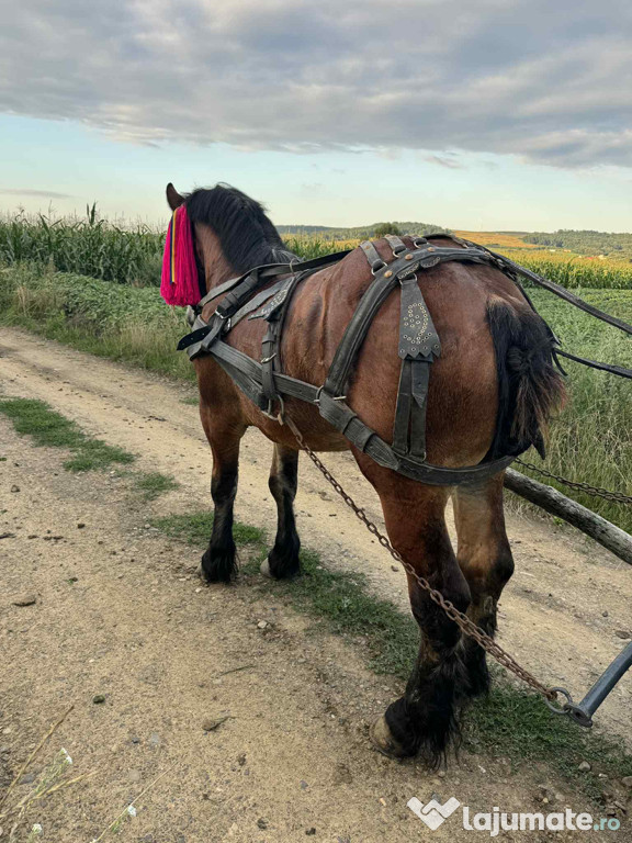Mânz în vârstă de 2 ani