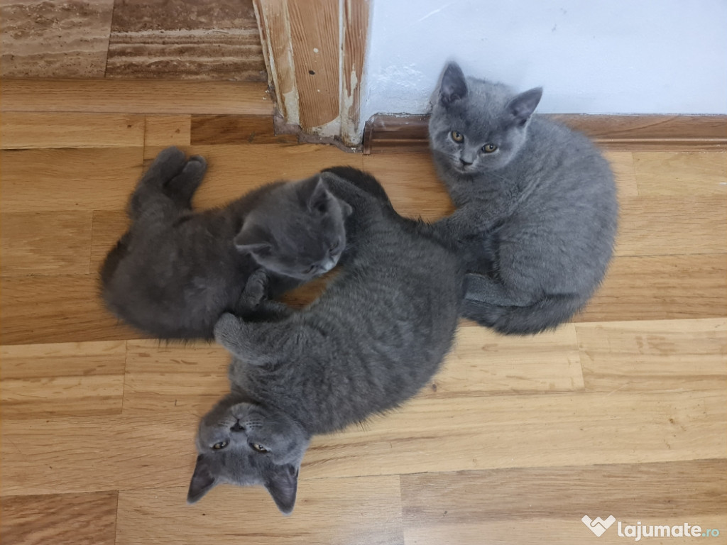 Pui British Shorthair Blue