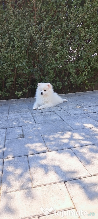 Pomeranian vanzare