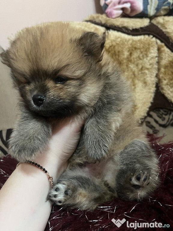 Pui pomeranian de vânzare